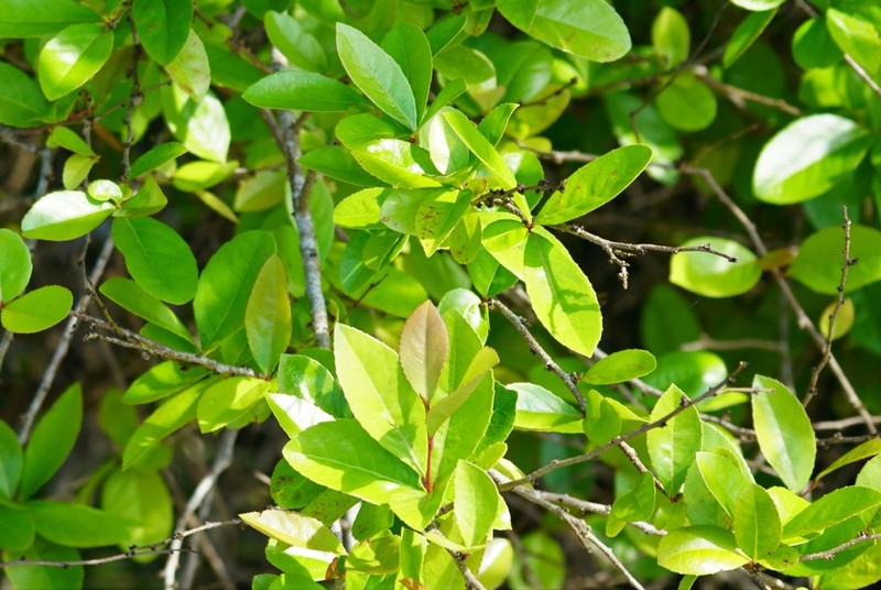 Xylosma panamensis photo 3