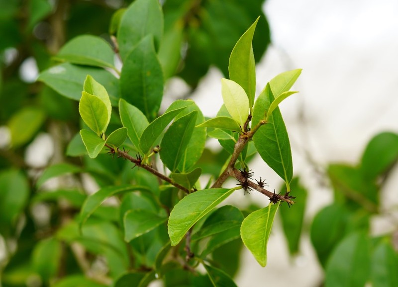 Xylosma panamensis photo 4