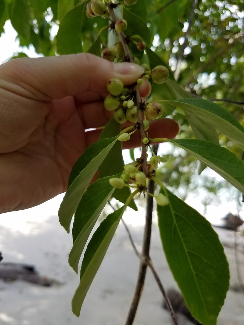 Xylosma panamensis photo 5