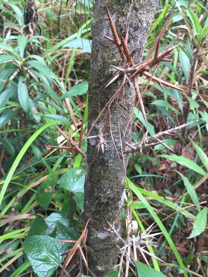 Xylosma panamensis photo 6