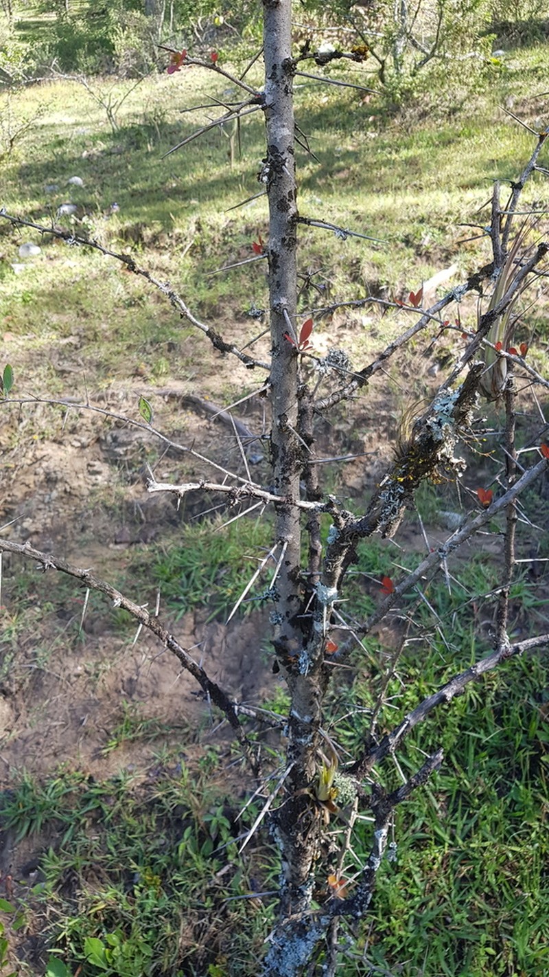 Xylosma panamensis photo 7