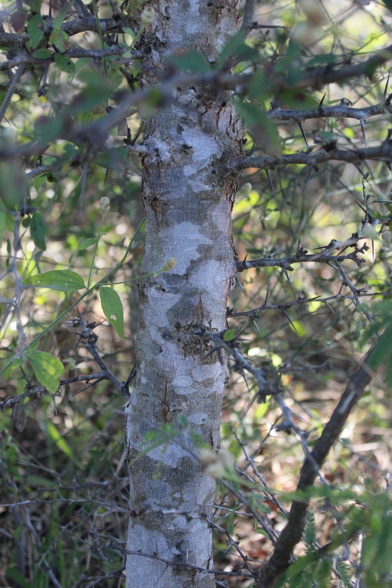 Xylosma panamensis photo 8