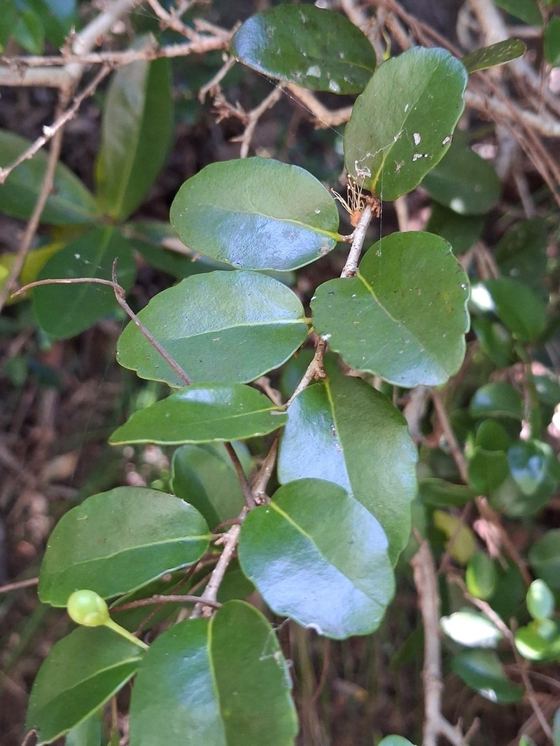 Xylosma pancheri