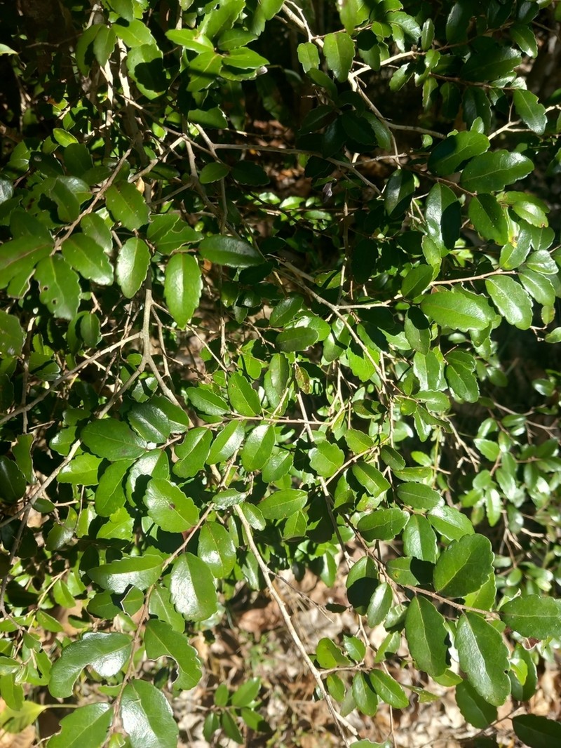 Xylosma pancheri photo 2