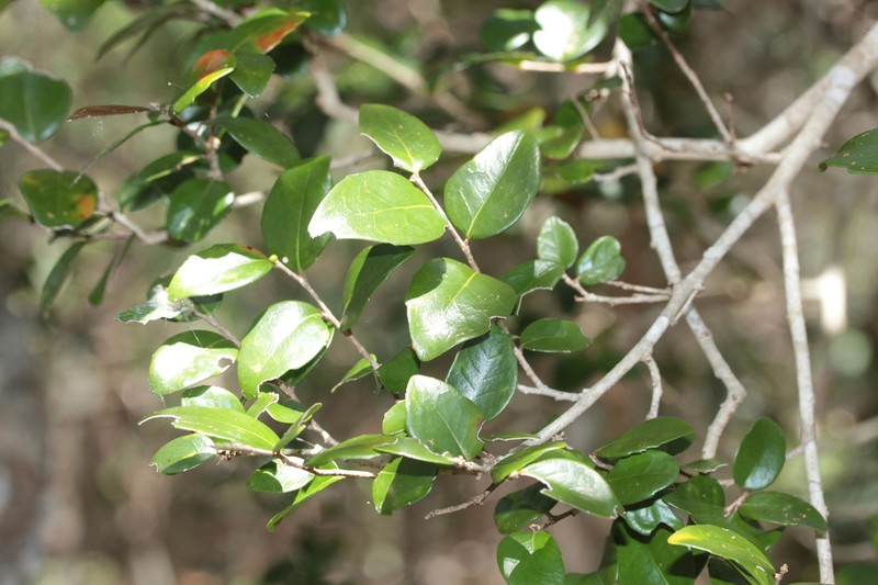 Xylosma pancheri photo 4