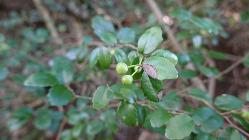 Xylosma pancheri photo 5