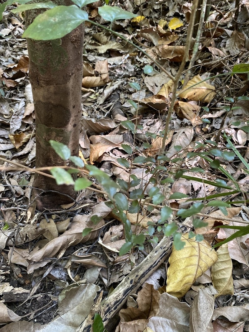 Xylosma pancheri photo 6