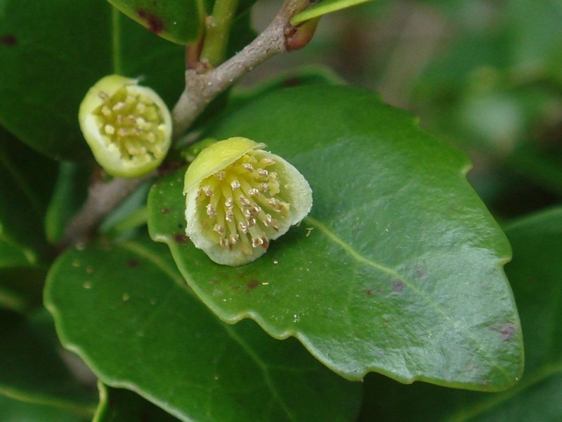 Xylosma pancheri photo 7