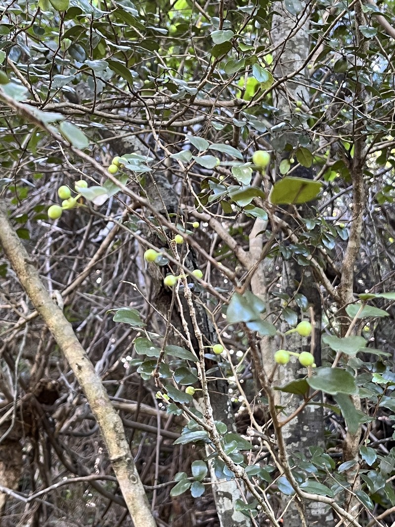 Xylosma pancheri photo 8