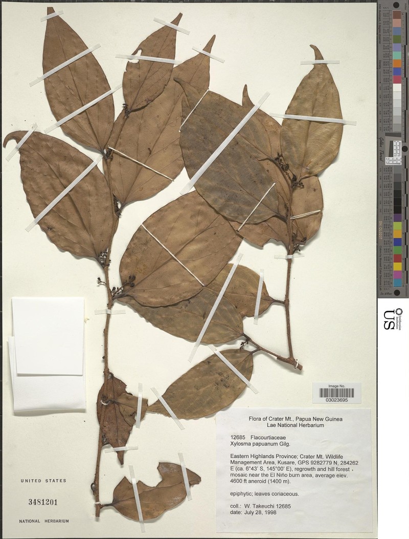 Xylosma papuana