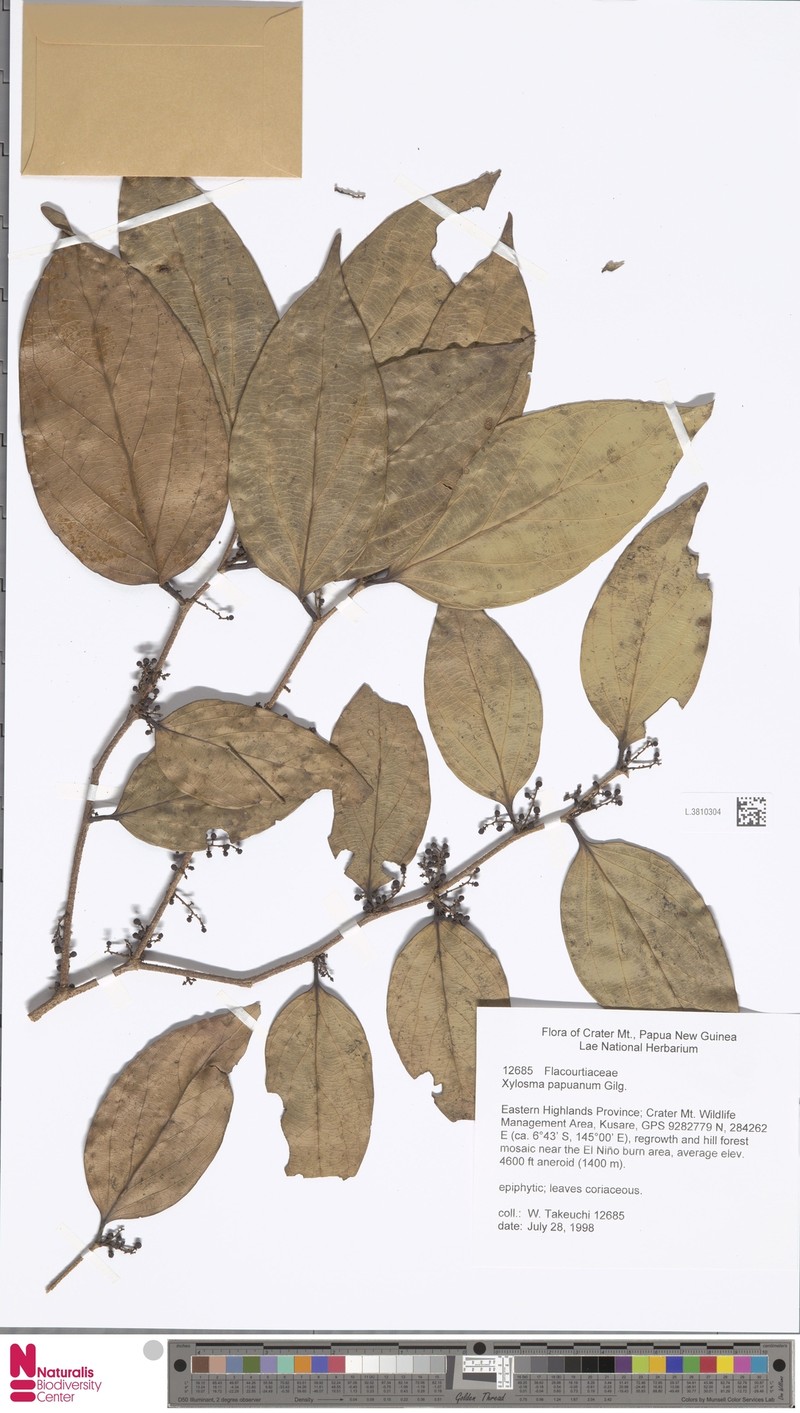 Xylosma papuana photo 2