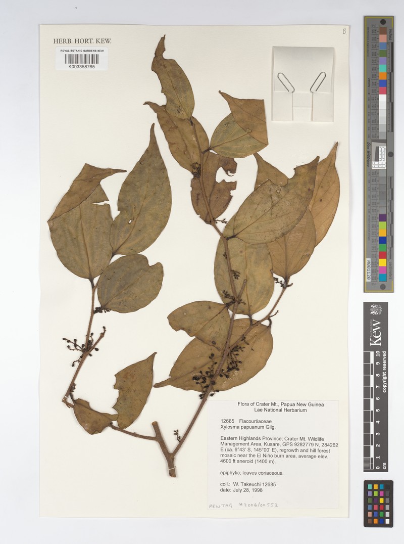 Xylosma papuana photo 3