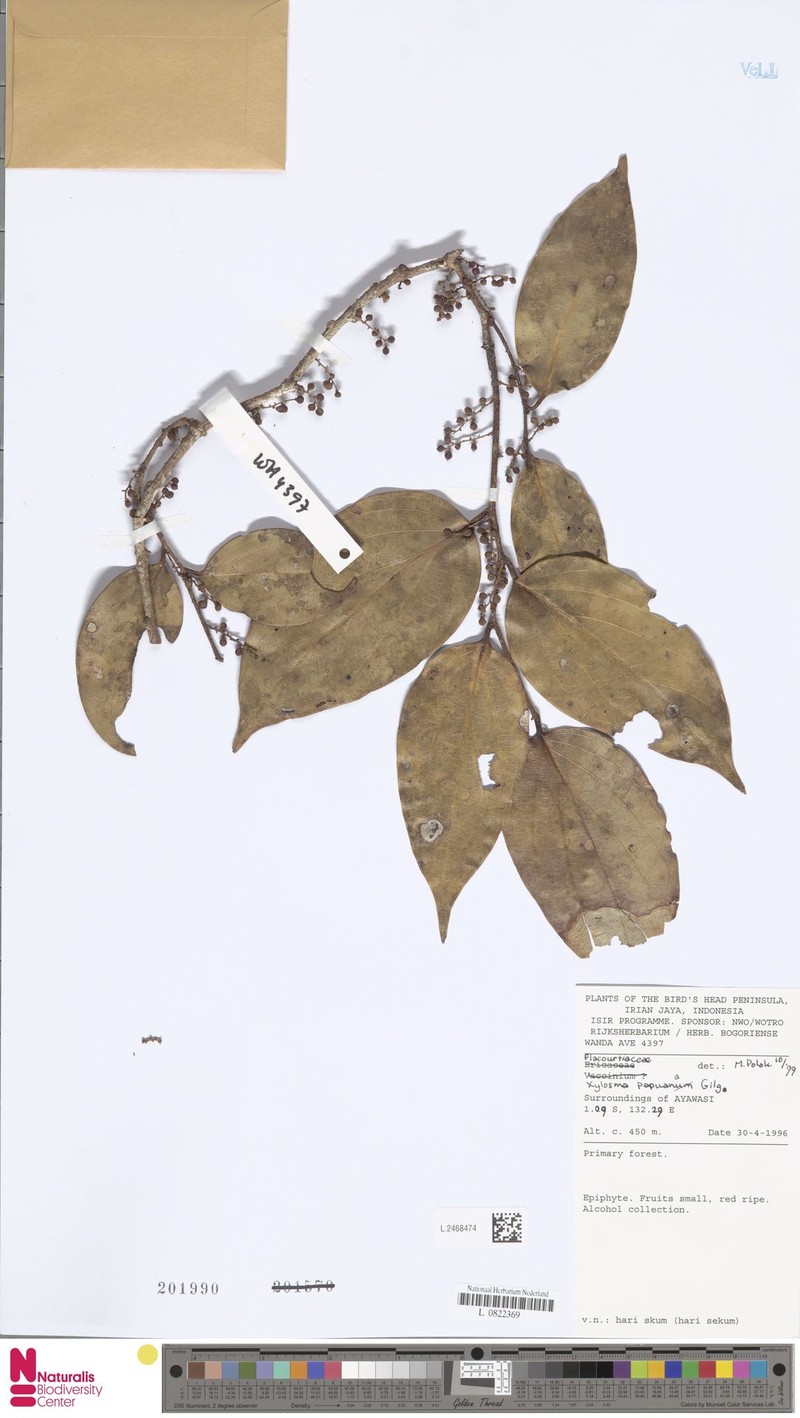 Xylosma papuana photo 4