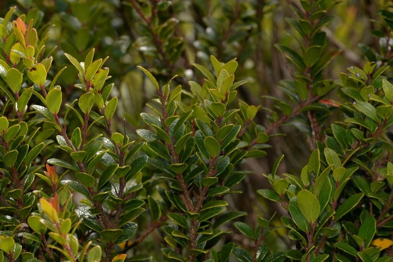 Xylosma parvifolia photo 2