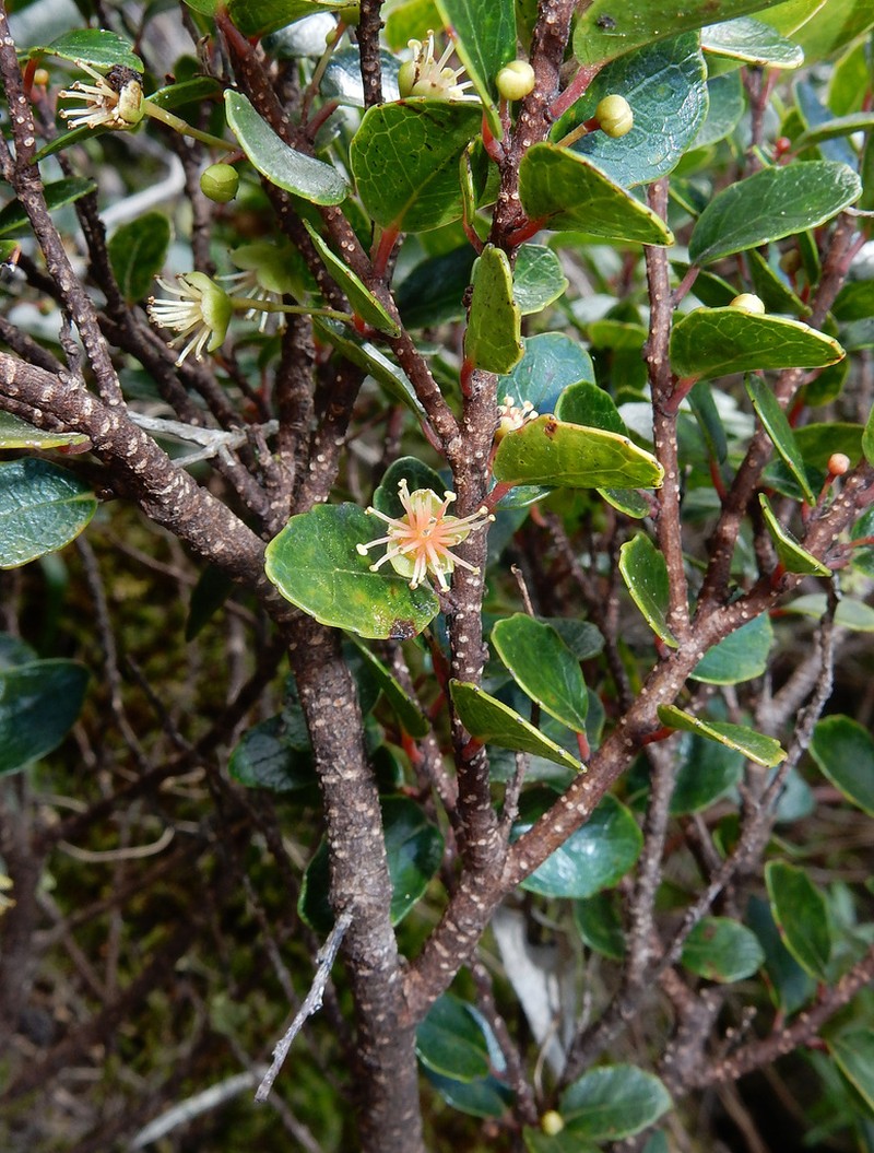Xylosma parvifolia photo 3