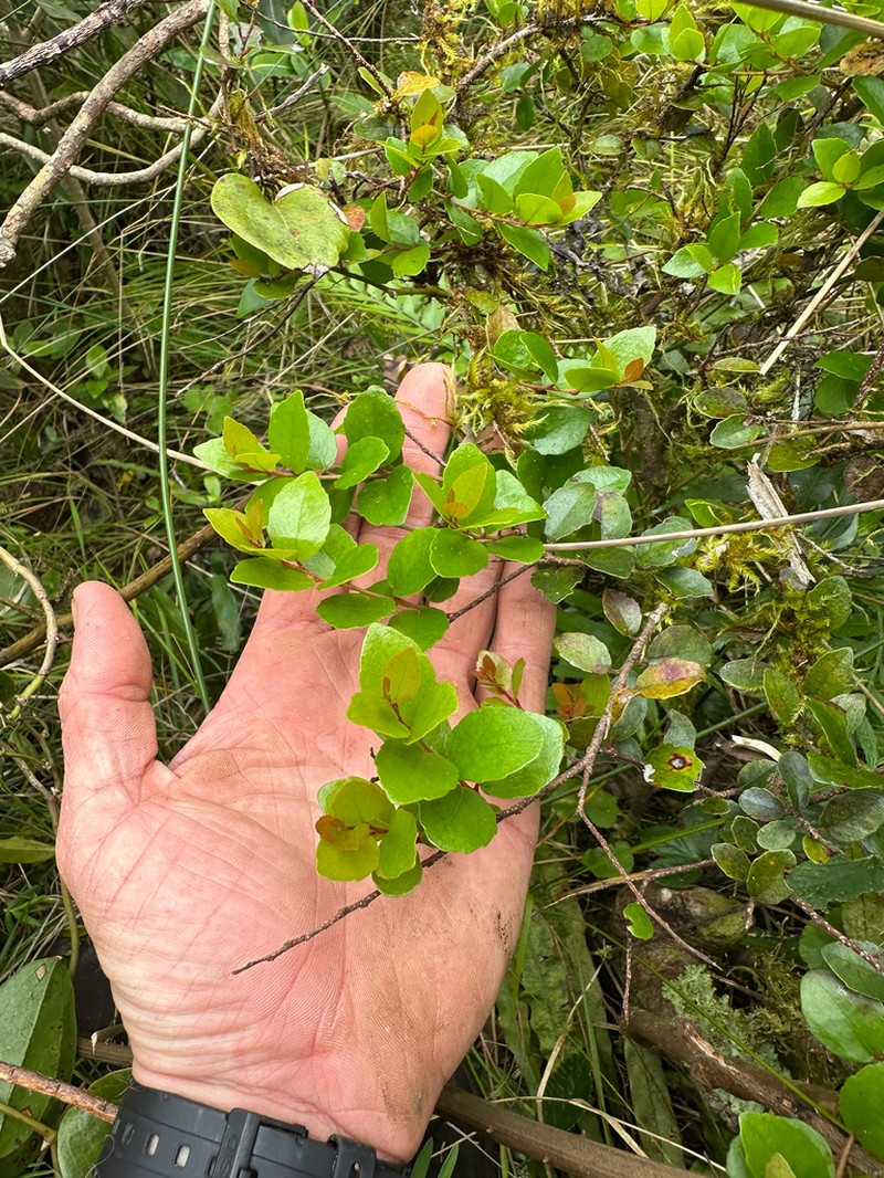 Xylosma parvifolia photo 4