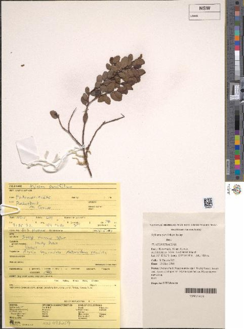 Xylosma parvifolia photo 5