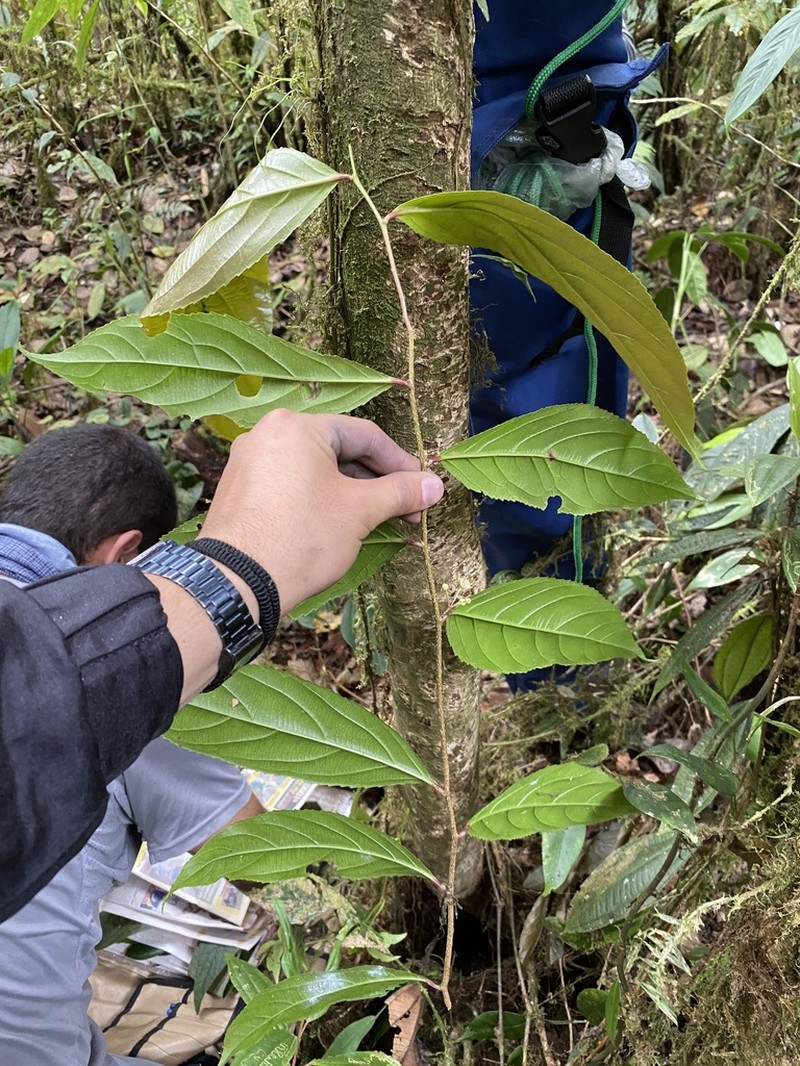 Xylosma paucinervosa