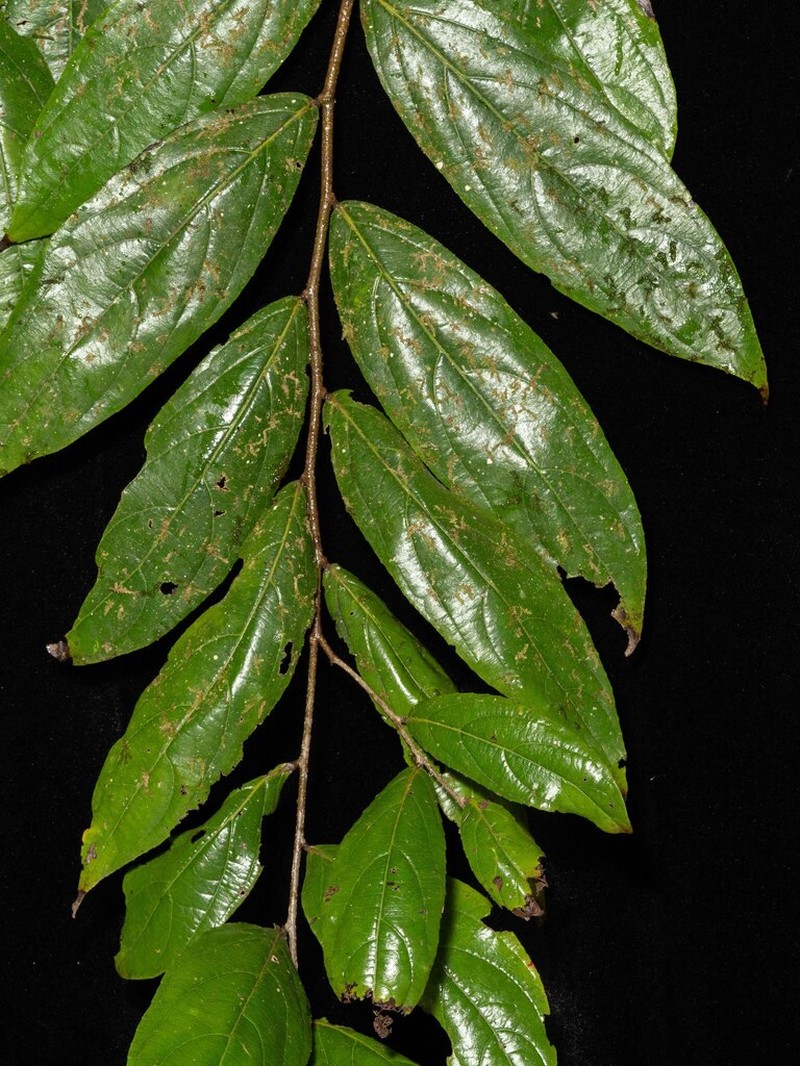Xylosma paucinervosa photo 2
