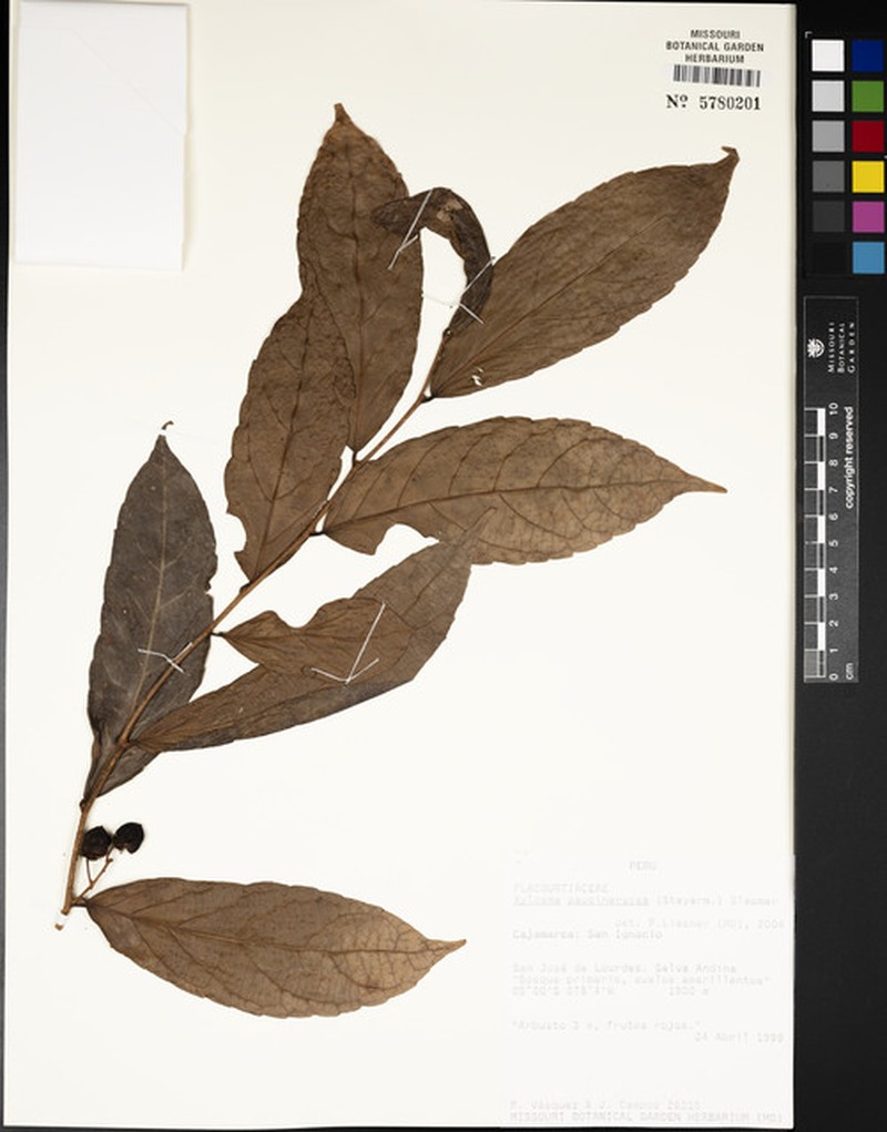 Xylosma paucinervosa photo 3