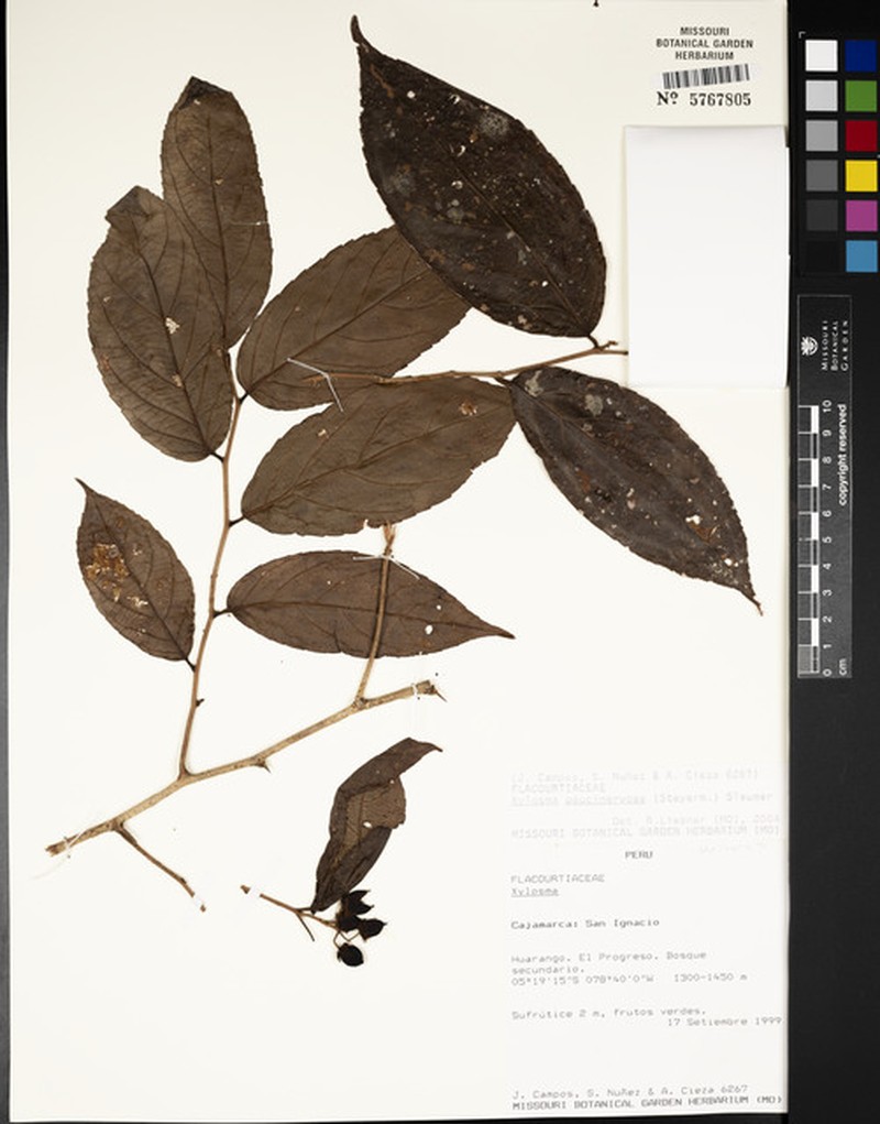 Xylosma paucinervosa photo 4