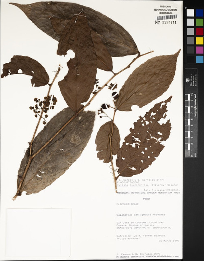 Xylosma paucinervosa photo 5