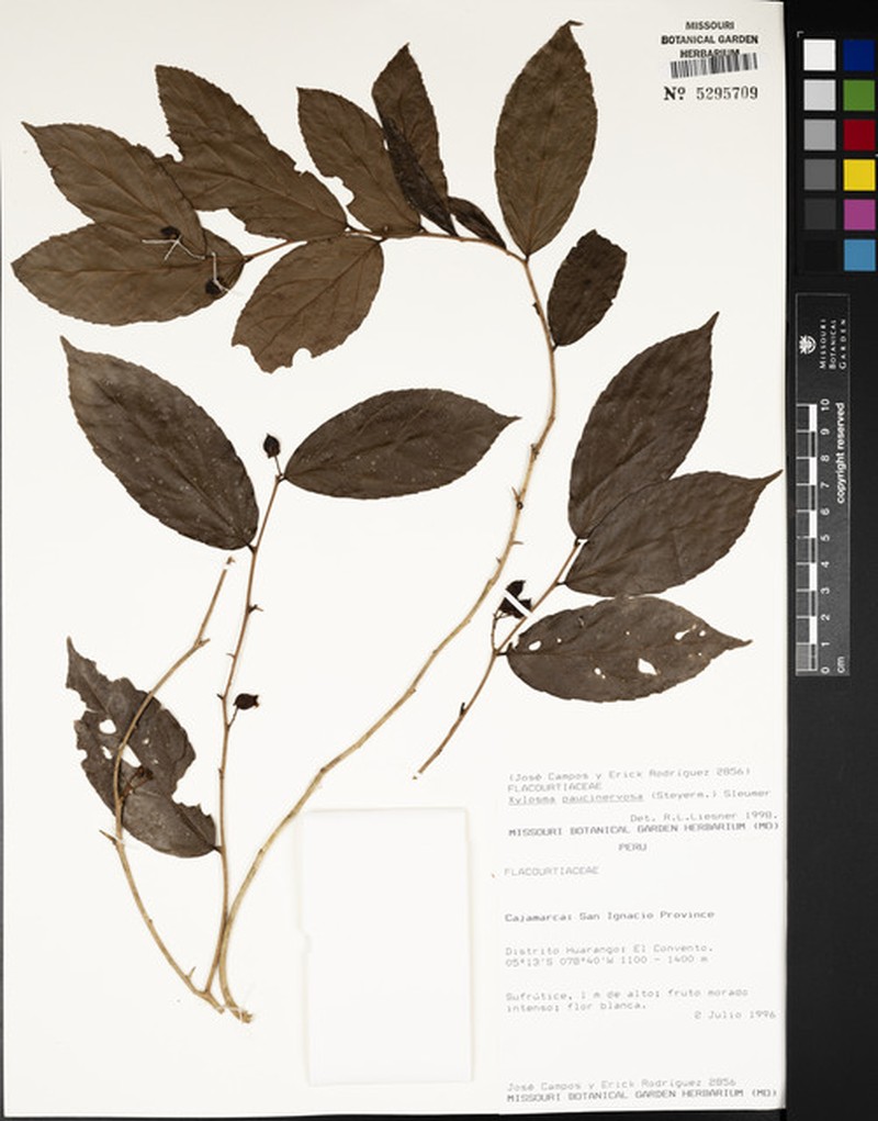 Xylosma paucinervosa photo 6