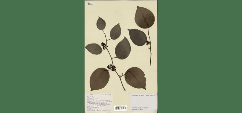 Xylosma peltata