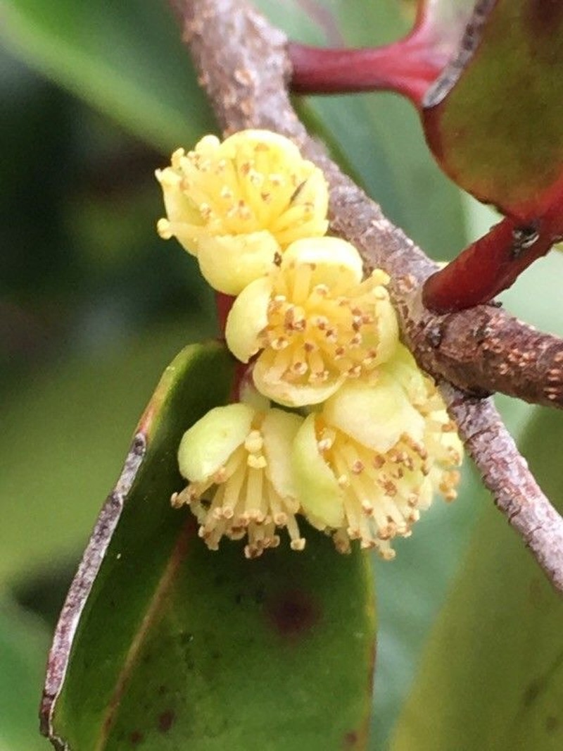 Xylosma pininsularis