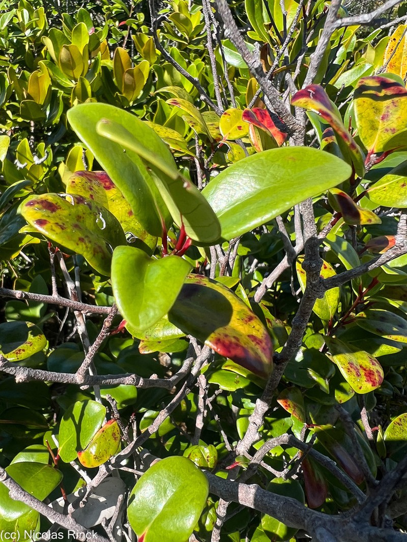 Xylosma pininsularis photo 3