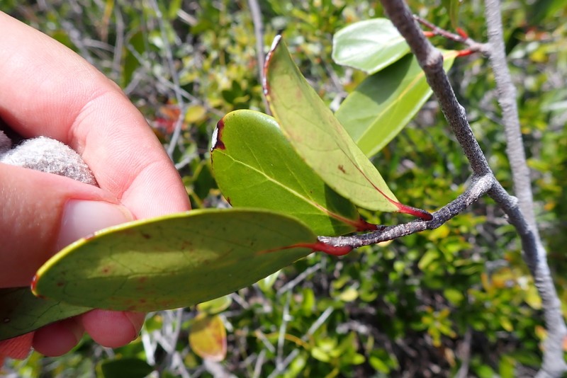 Xylosma pininsularis photo 5