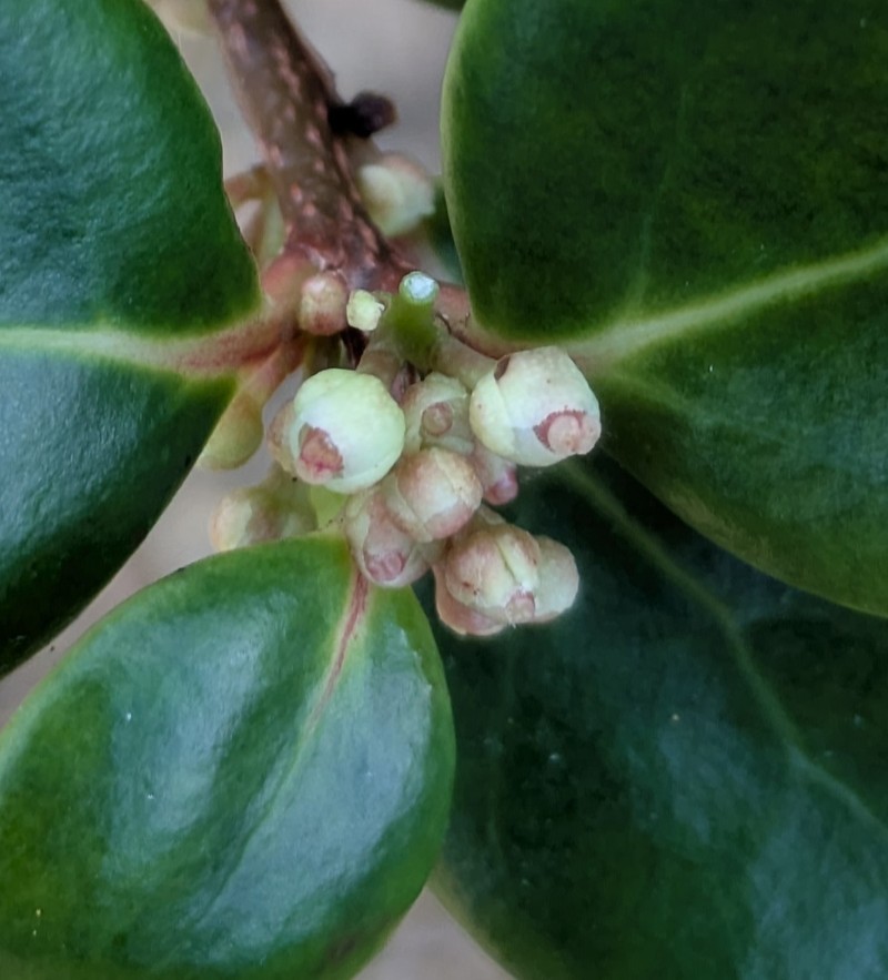 Xylosma pininsularis photo 6