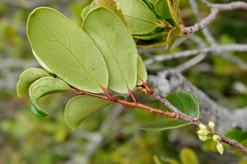 Xylosma pininsularis photo 7