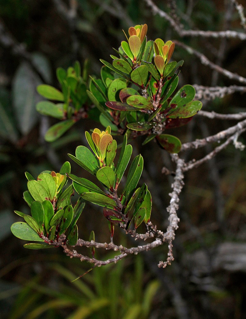 Xylosma planchonellifolia photo 3