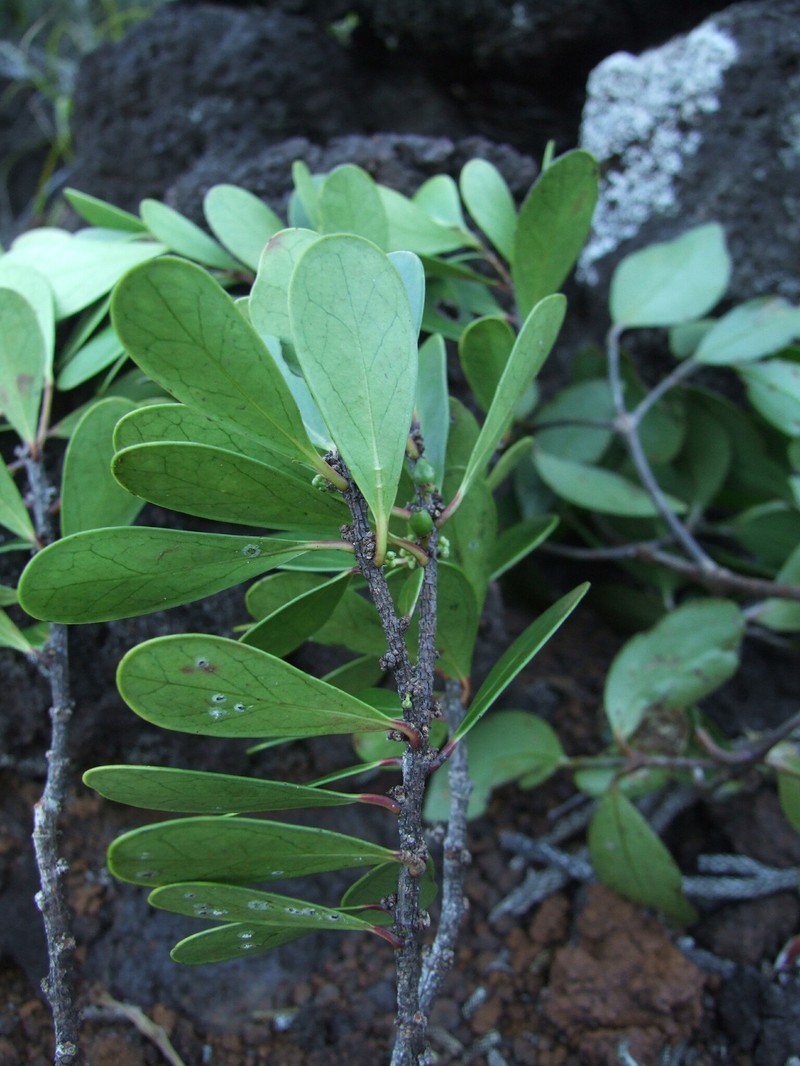 Xylosma planchonellifolia photo 4