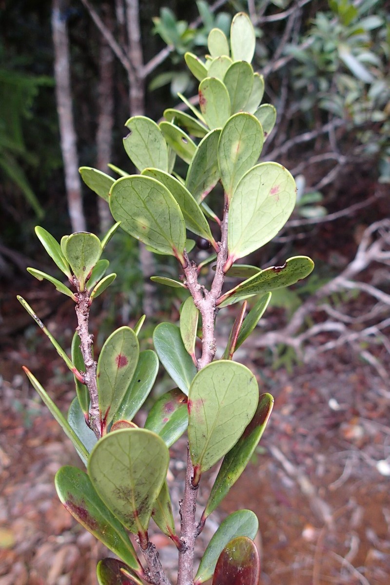 Xylosma planchonellifolia