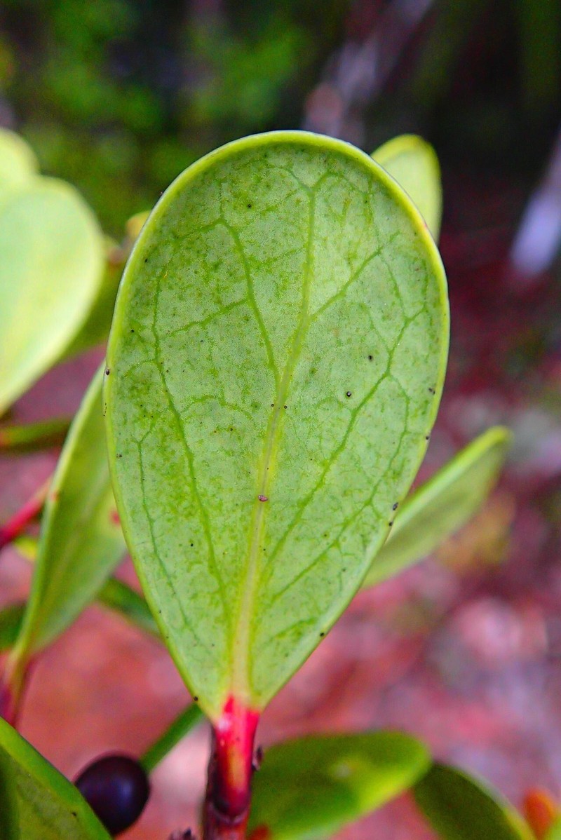 Xylosma planchonellifolia photo 5