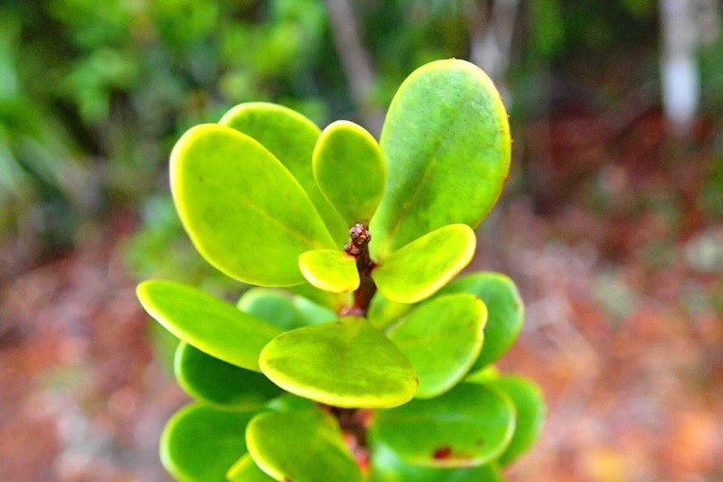 Xylosma planchonellifolia photo 6