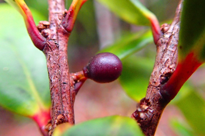 Xylosma planchonellifolia photo 7