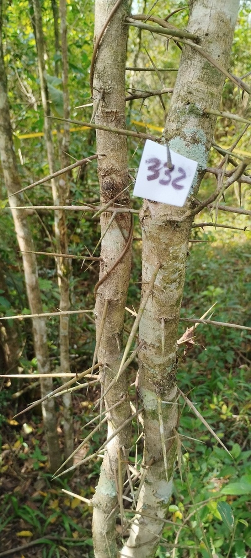 Xylosma prockia photo 2