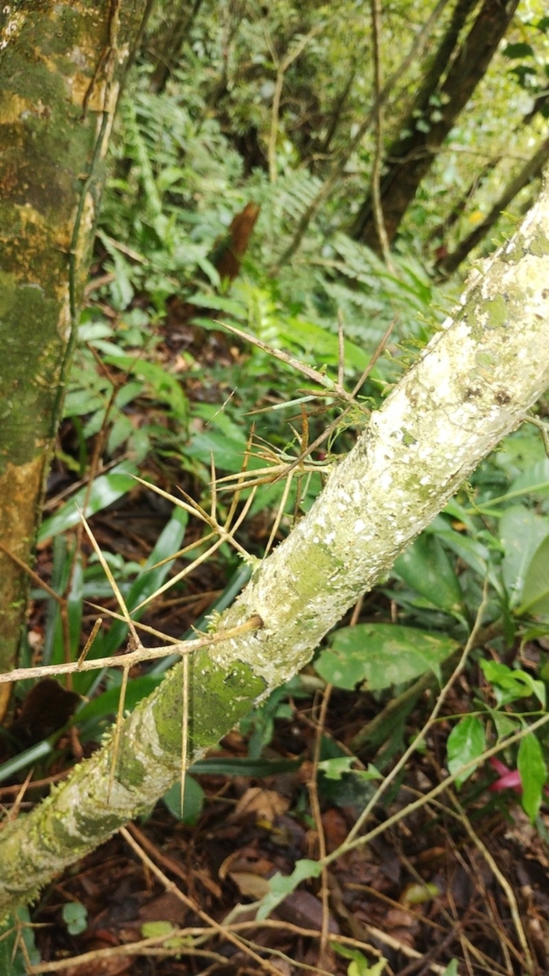 Xylosma prockia photo 3