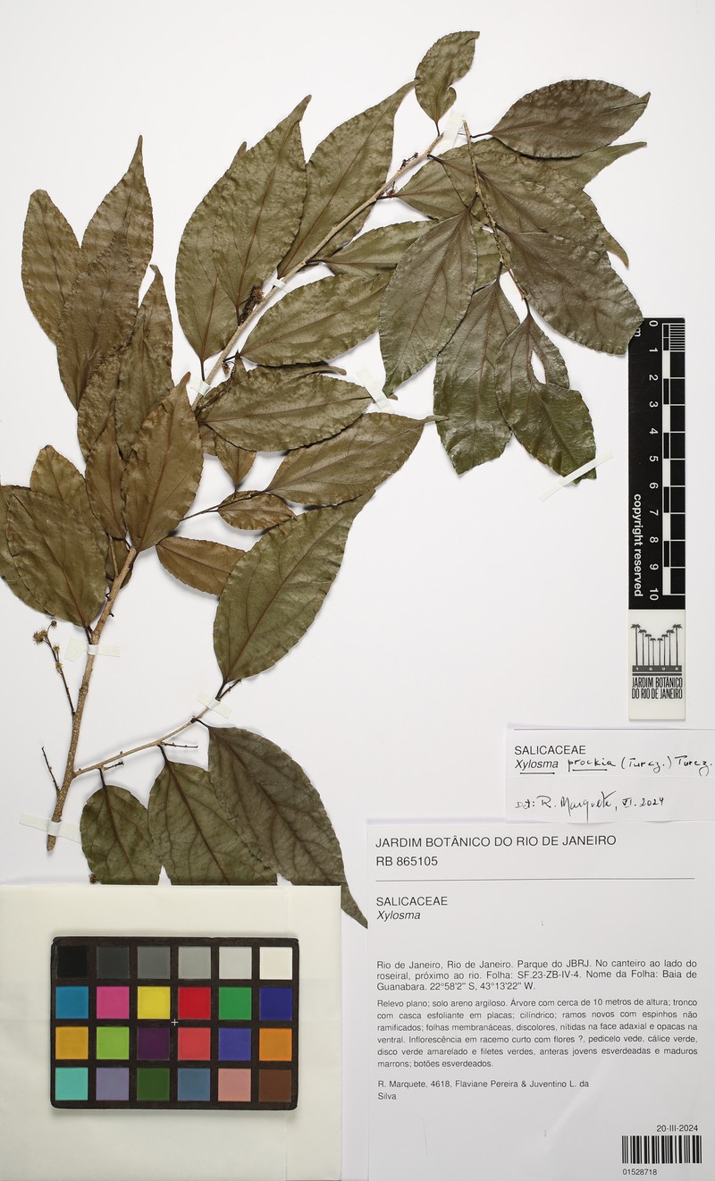 Xylosma prockia photo 6