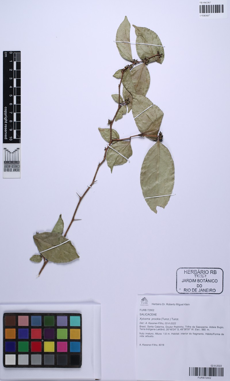 Xylosma prockia photo 7