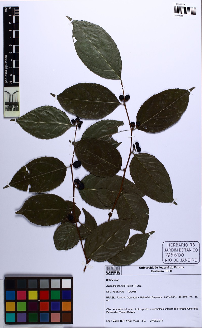 Xylosma prockia photo 8