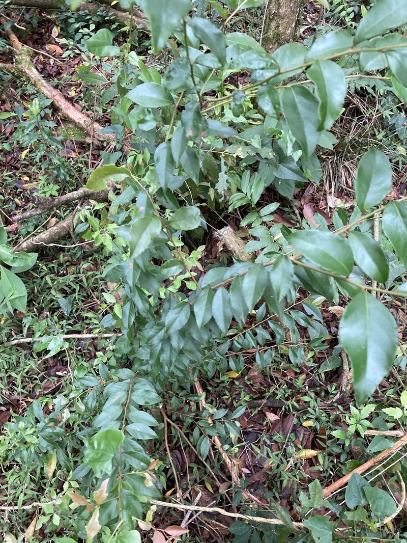 Xylosma pseudosalzmannii