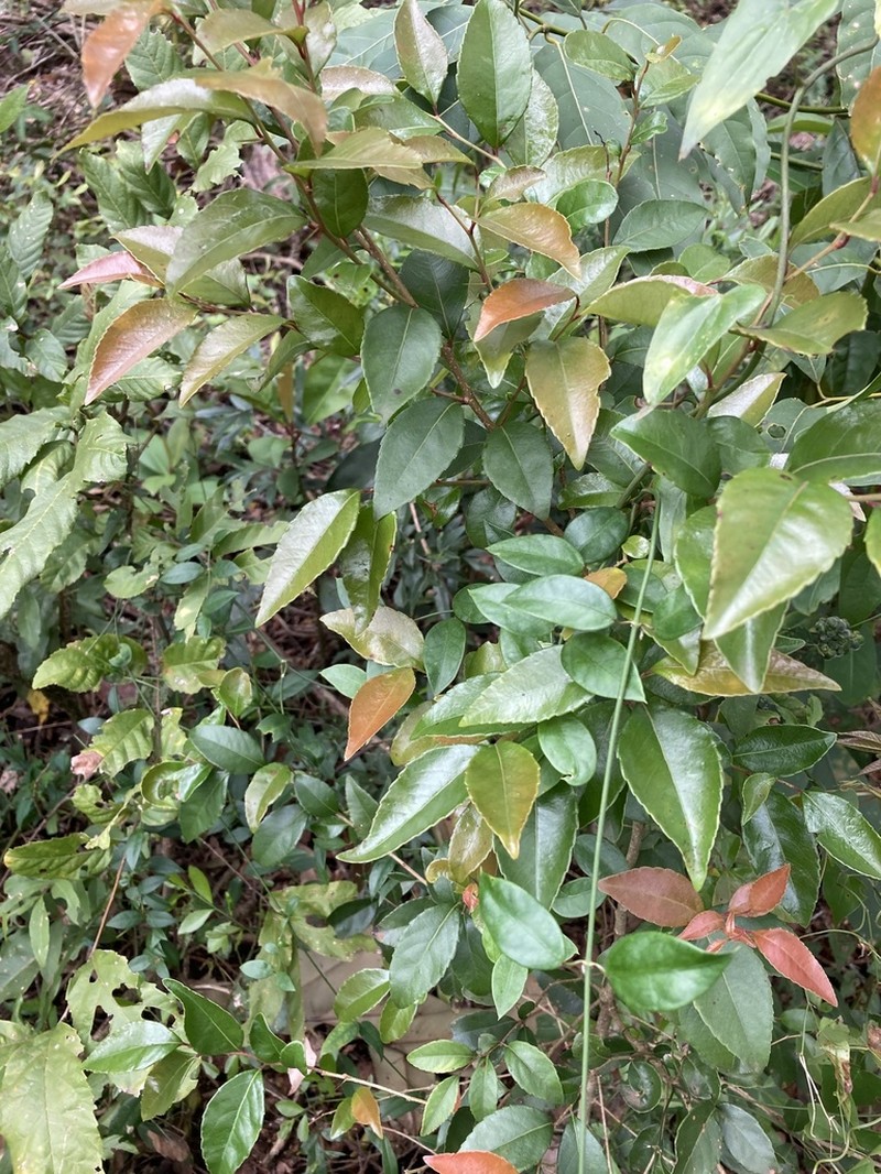 Xylosma pseudosalzmannii photo 2
