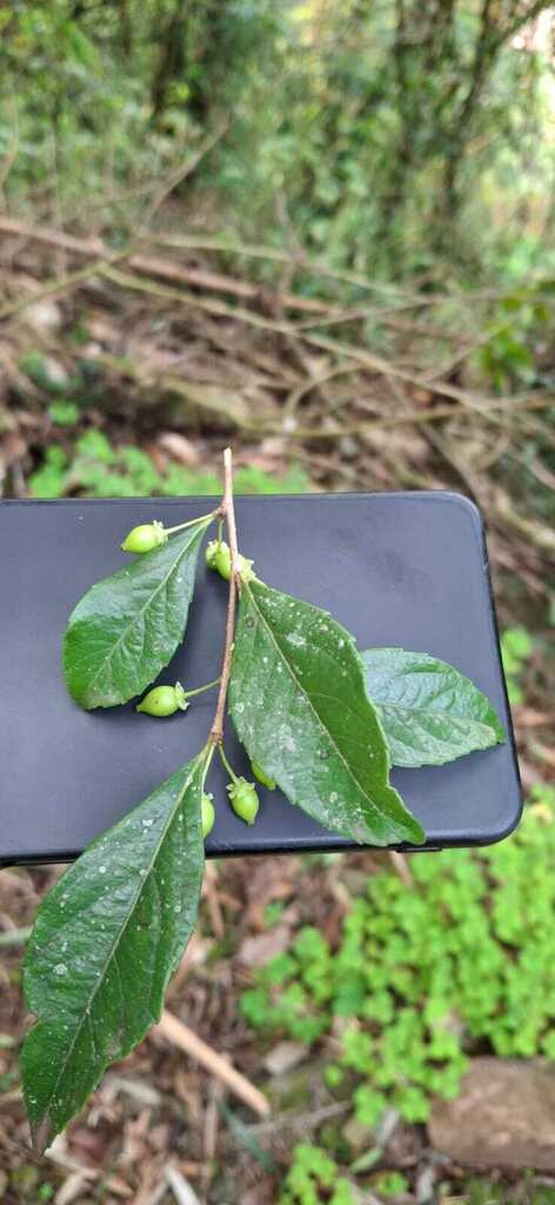 Xylosma pseudosalzmannii photo 3