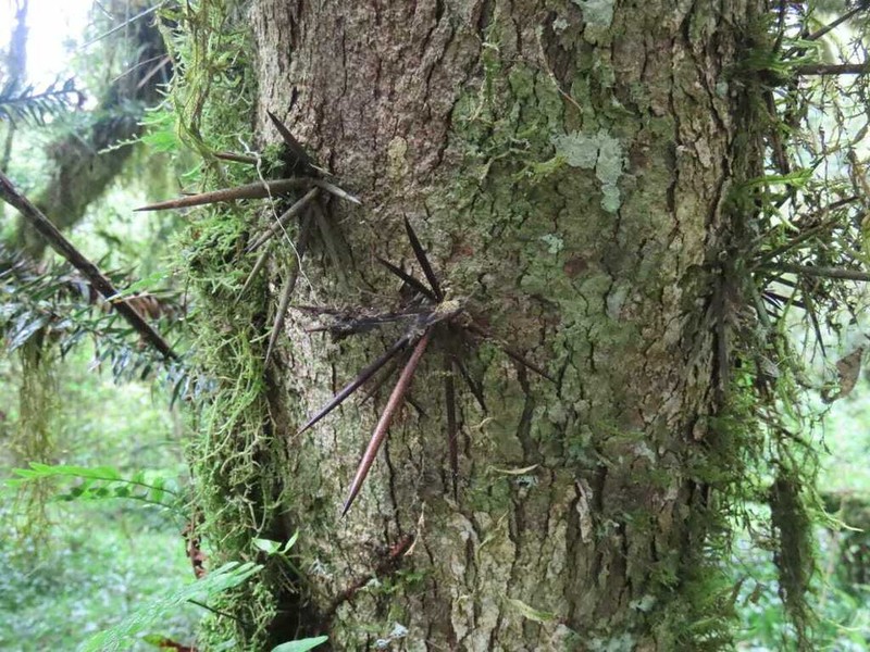 Xylosma pseudosalzmannii photo 4