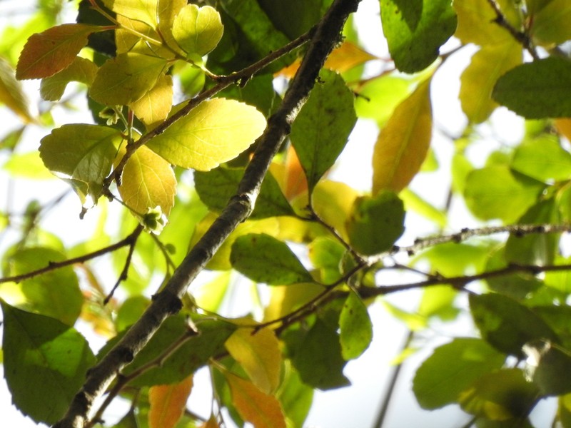 Xylosma pseudosalzmannii photo 5