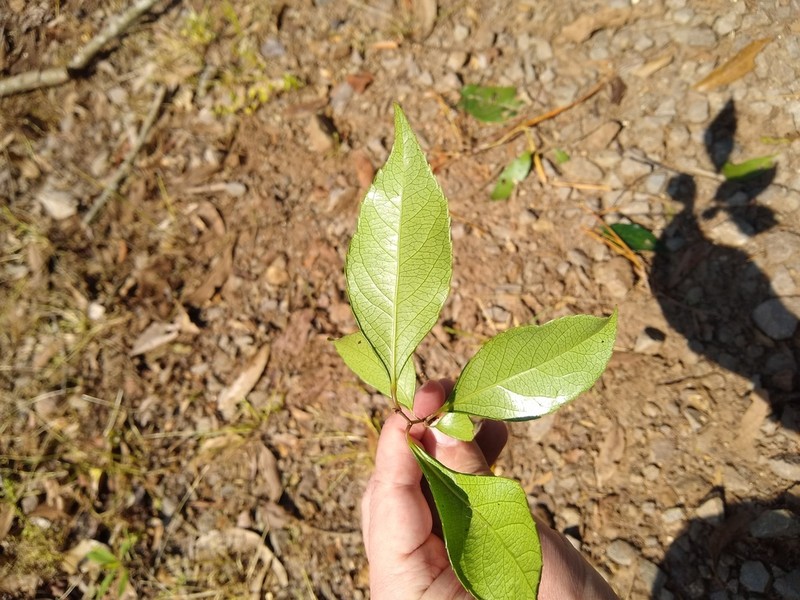 Xylosma pseudosalzmannii photo 7